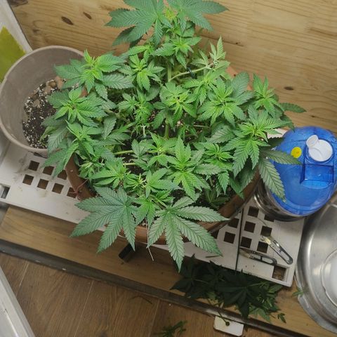 White Widow growlog photo: Pós poda