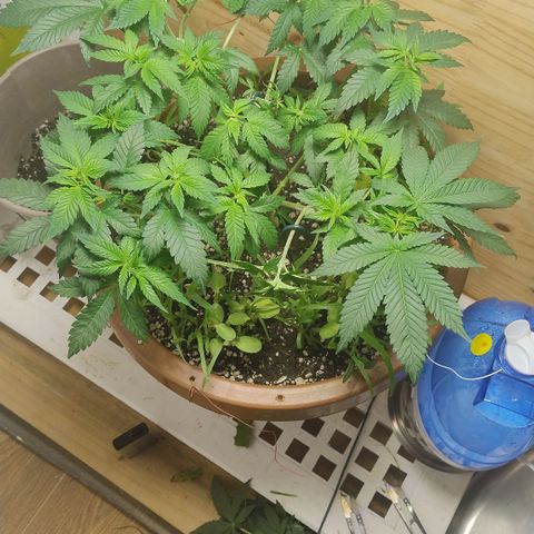 White Widow growlog photo: Pós poda