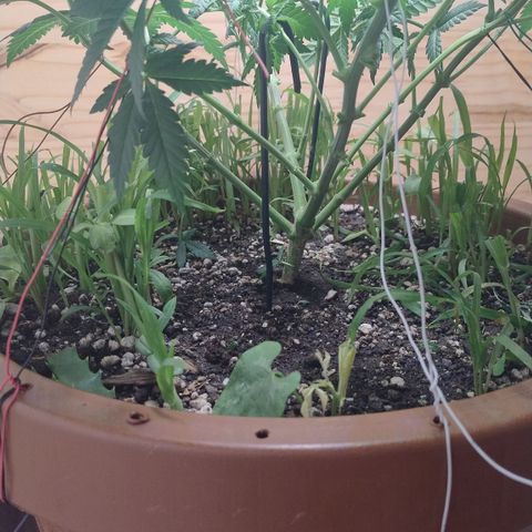 White Widow growlog photo: Pós poda