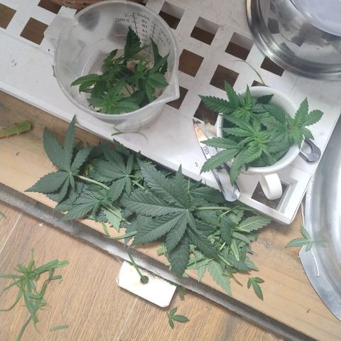 White Widow growlog photo: Folhas e ramos