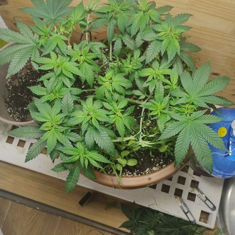 White Widow growlog photo: Pós poda
