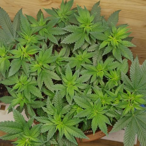 White Widow growlog photo: Registro