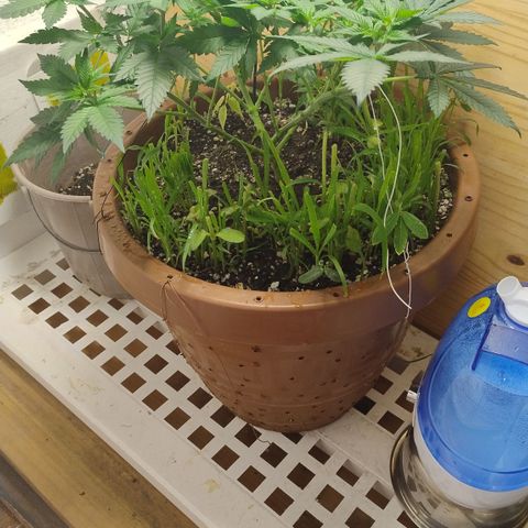 White Widow growlog photo: Registro