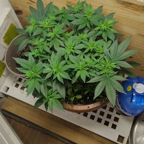 White Widow growlog photo: Registro