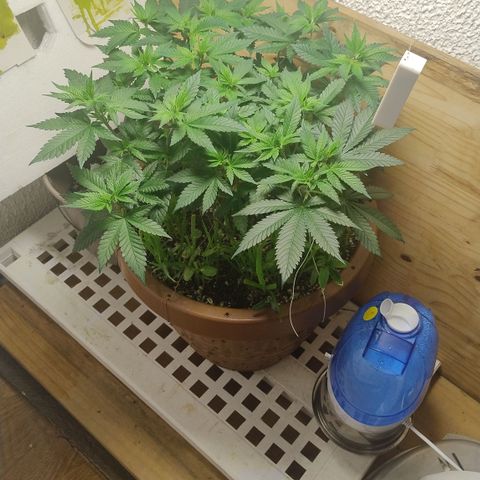 White Widow growlog photo: Regiatro