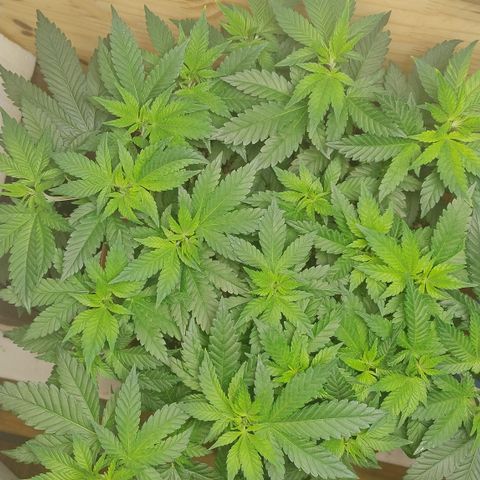 White Widow growlog photo: Regiatro