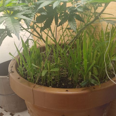 White Widow growlog photo: Regiatro