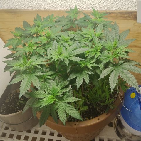 White Widow growlog photo: Regiatro