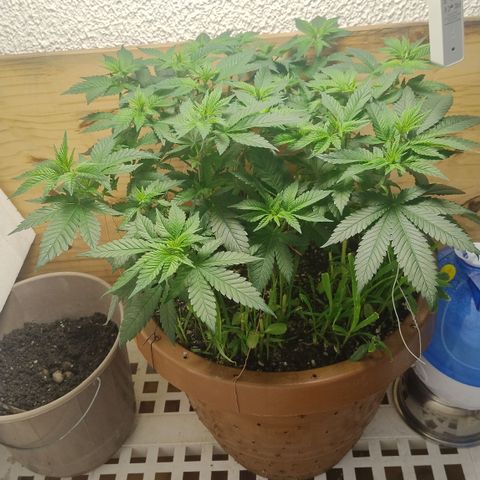 White Widow growlog timeline photo