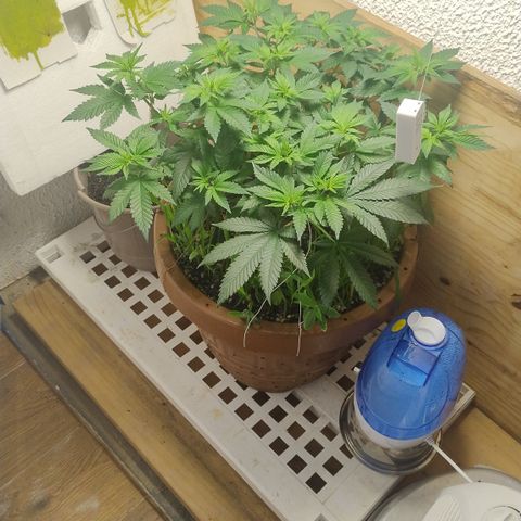 White Widow growlog timeline photo