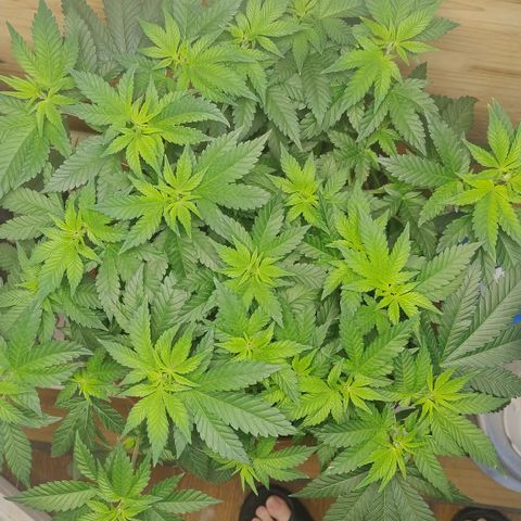 White Widow growlog timeline photo