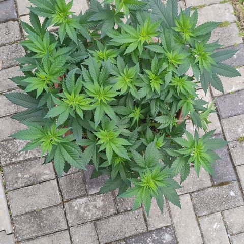 White Widow growlog photo: Registro