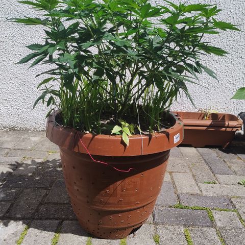White Widow growlog photo: Registro