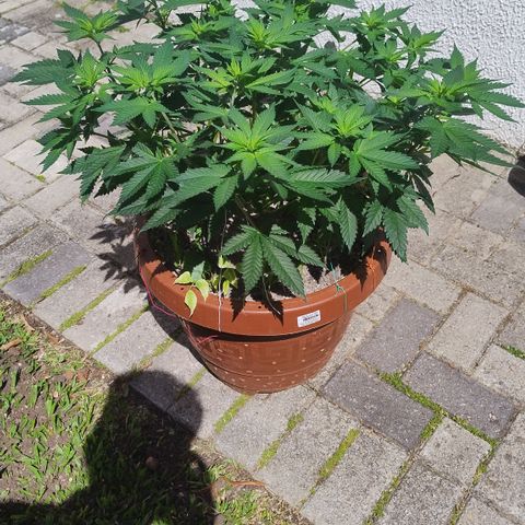 White Widow growlog timeline photo