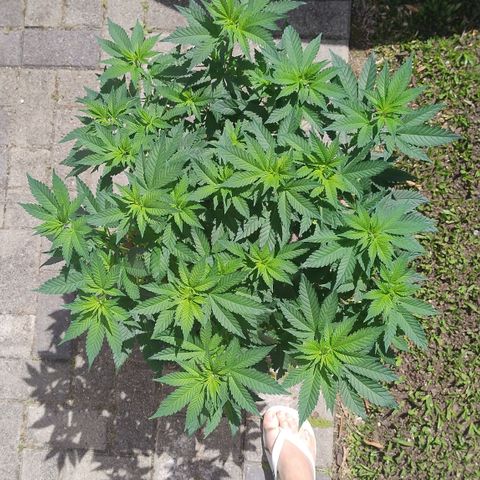 White Widow growlog photo: Registro