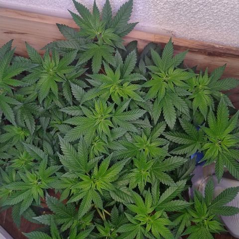 White Widow growlog photo: Alteração ambiente e registros 