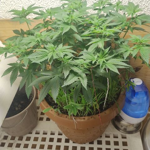 White Widow growlog photo: Alteração ambiente e registros 