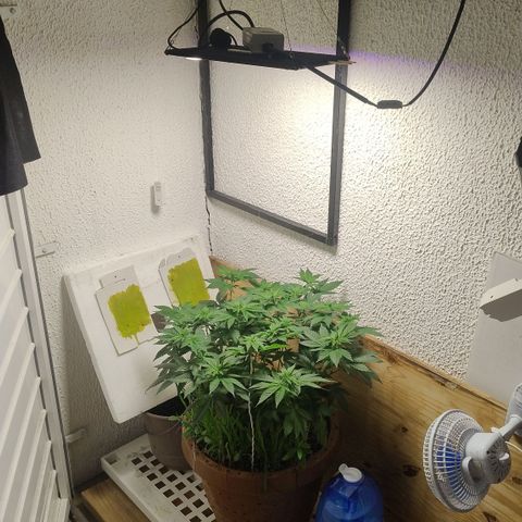 White Widow growlog photo: Alteração ambiente e registros 