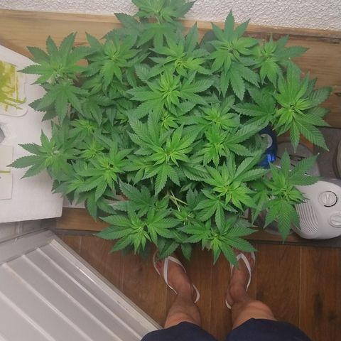 White Widow growlog photo: Alteração ambiente e registros 