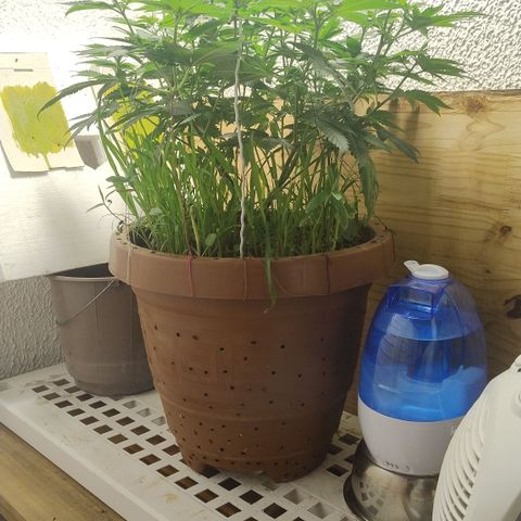 White Widow growlog photo: Alteração ambiente e registros 