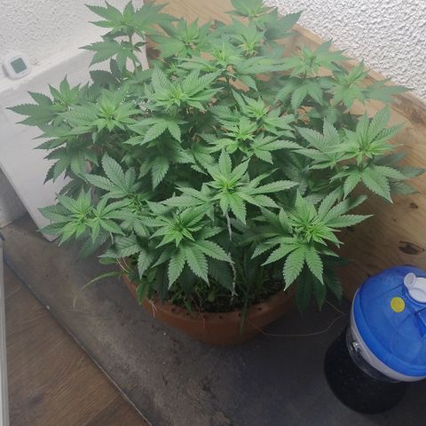 White Widow growlog photo: Registro