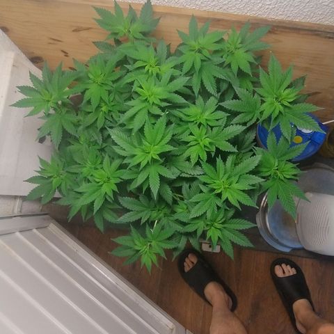 White Widow growlog photo: Registro