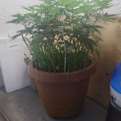 White Widow growlog photo: Registro