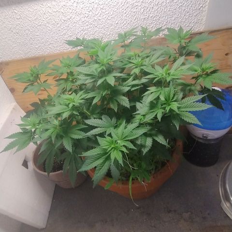 White Widow growlog photo: Registro