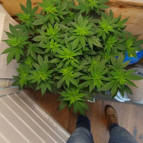 White Widow growlog photo: Registro