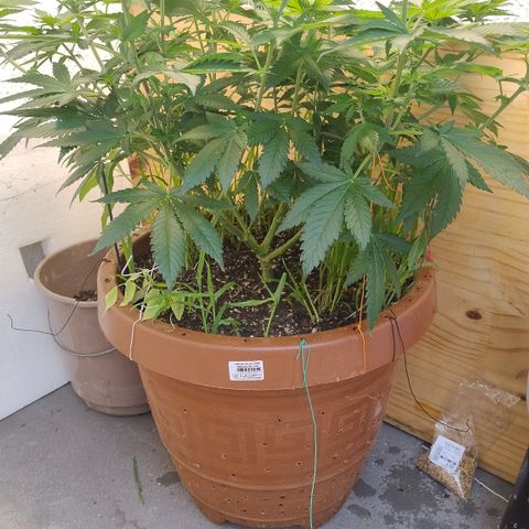 White Widow growlog photo: Registro