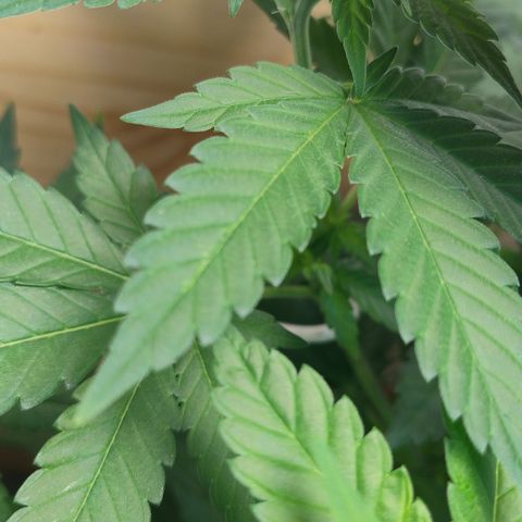 White Widow growlog photo: Pistilo