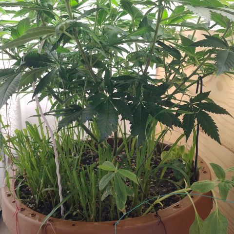 White Widow growlog photo: Registro
