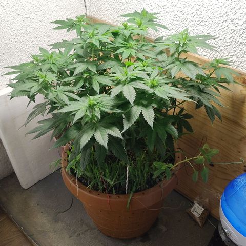 White Widow growlog photo: Registro
