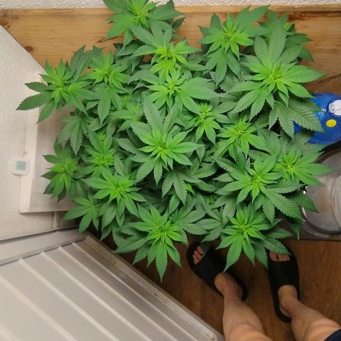 White Widow growlog photo: Registro