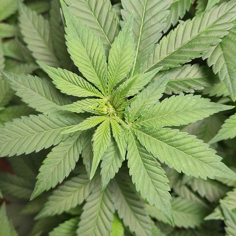 White Widow growlog photo: Registro