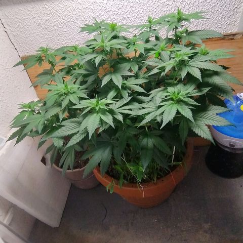 White Widow growlog photo: Registro