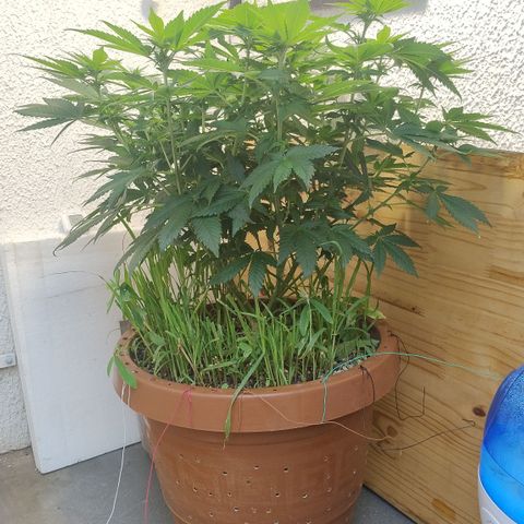 White Widow growlog photo: Registro