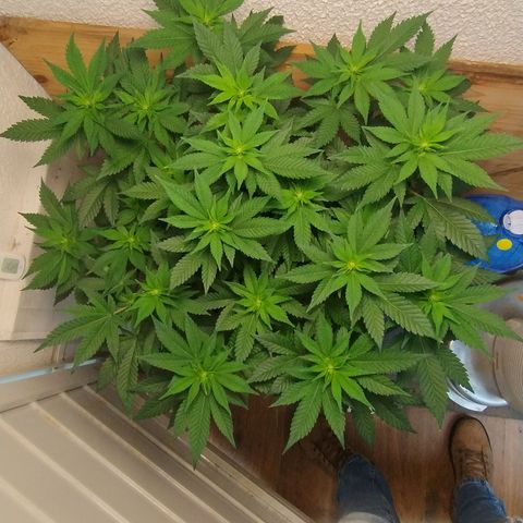 White Widow growlog photo: Registro