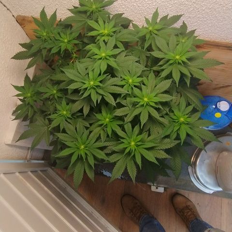 White Widow growlog photo: Registro 