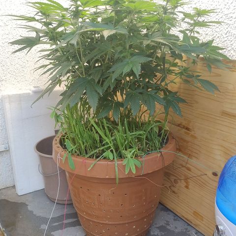 White Widow growlog photo: Registro 