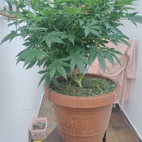White Widow growlog photo: Início poda