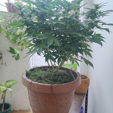 White Widow growlog photo: Início poda