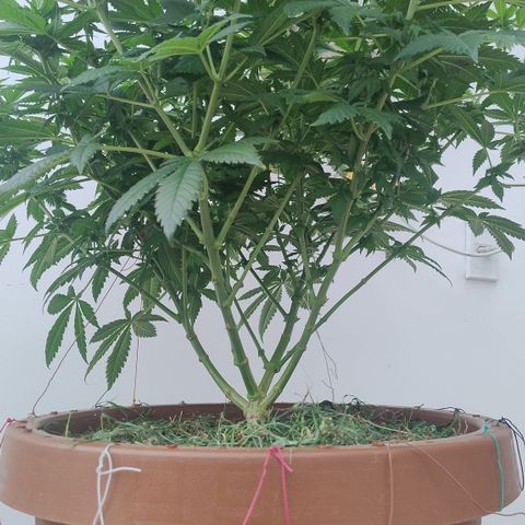 White Widow growlog photo: Início poda