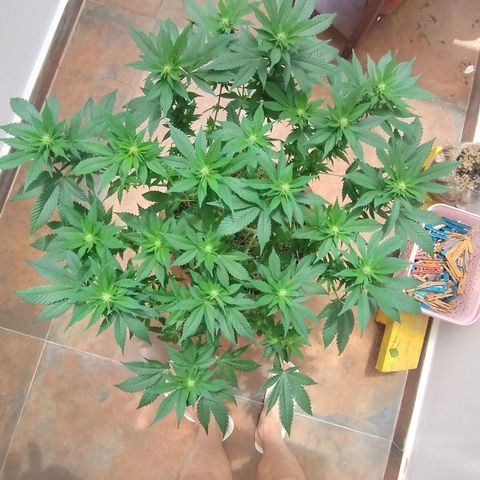 White Widow growlog photo: Pós poda
