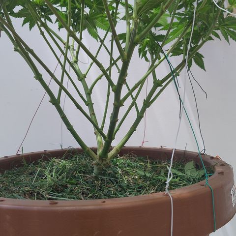 White Widow growlog photo: Pós poda