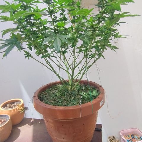 White Widow growlog photo: Pós poda