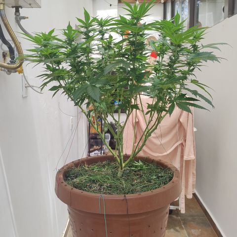 White Widow growlog photo: Pós poda