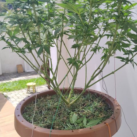 White Widow growlog photo: Pós poda