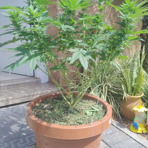 White Widow growlog timeline photo