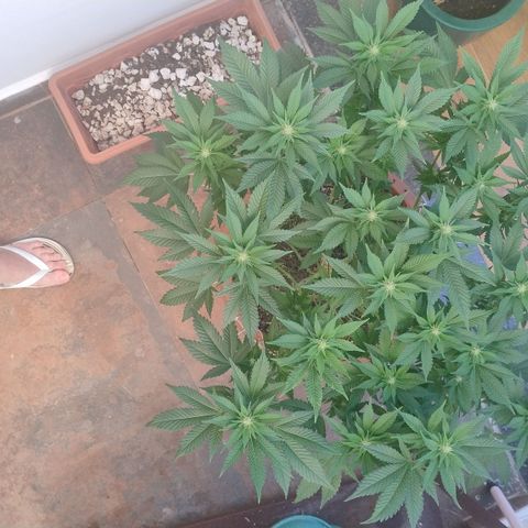 White Widow growlog photo: Pós aplicação chá 
